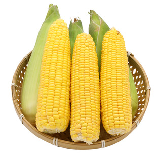 登海 良玉99D玉米种子转基因苞米抗病抗虫抗倒伏高产粮食种籽国审