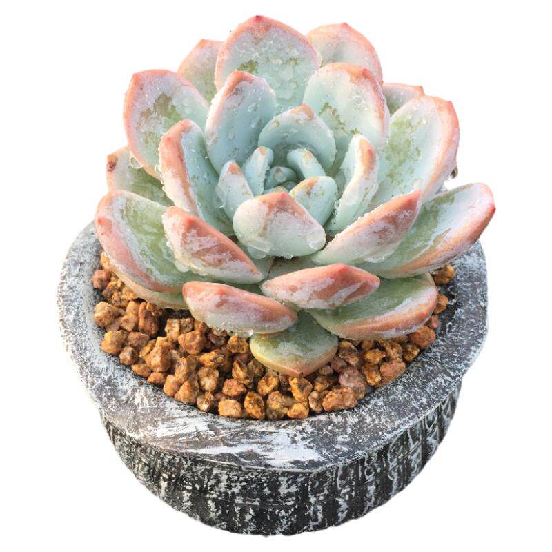 多肉植物梦露盆栽花卉美观阳台