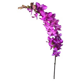 一颗不发 蝴蝶兰【大辣椒】2.8寸杯 带花剑 根不多