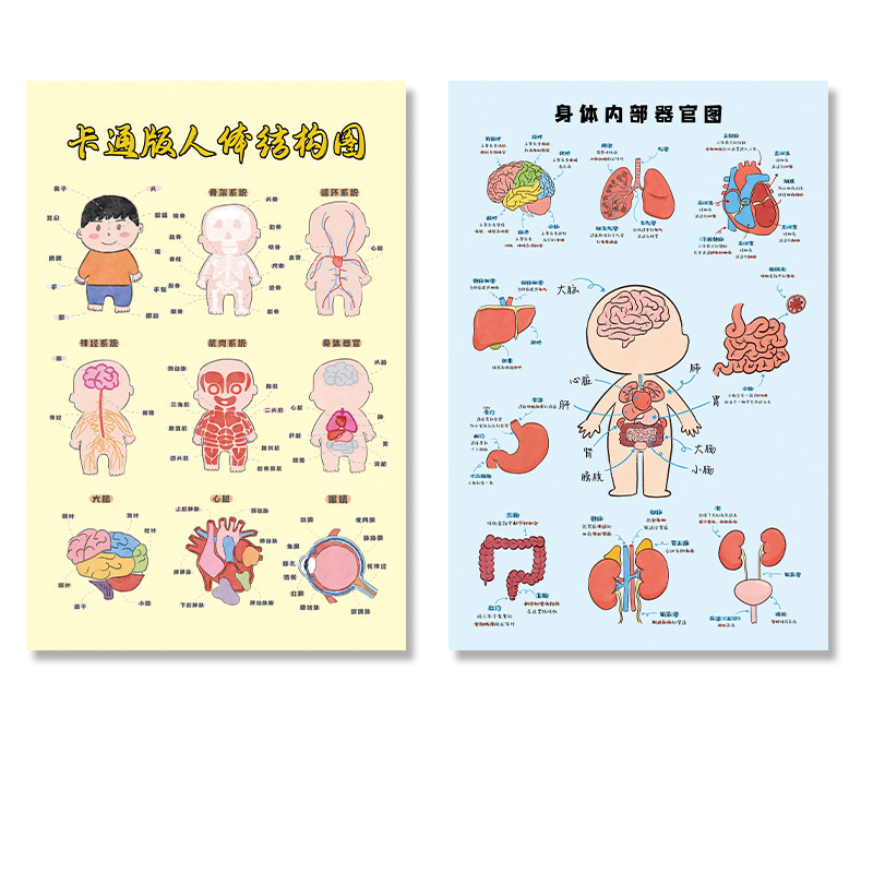 人体骨骼结构图儿童器官内脏挂图海报卡通身体内部器官图挂画贴纸