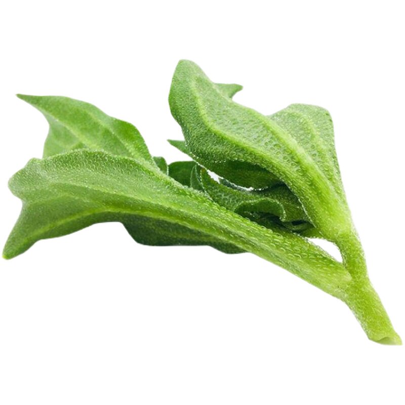 蔬菜口感脆嫩四季阳台盆栽冰菜