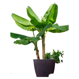 香蕉树苗盆栽地栽芭蕉粉蕉耐寒矮化香蕉苗南方北方四季庭院果树苗