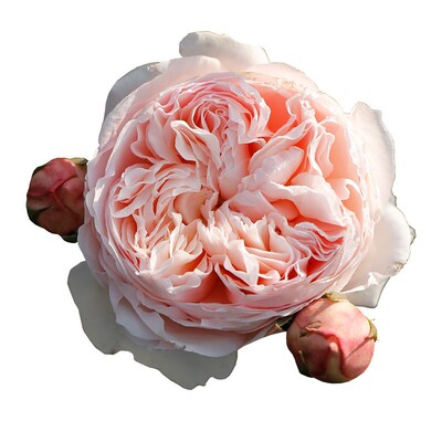 绿植预售月季裸根庭院观赏性花苗