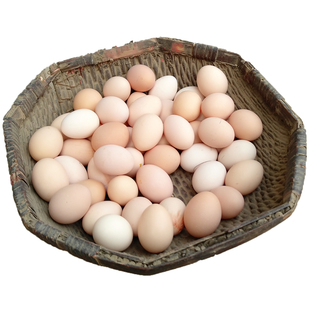 野外林下散养土鸡蛋40枚柴鸡蛋新鲜农家自养富硒月子虫草笨鸡蛋