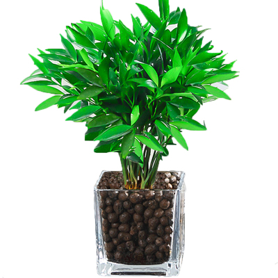 驱蚊竹柏水培植物室内养绿花