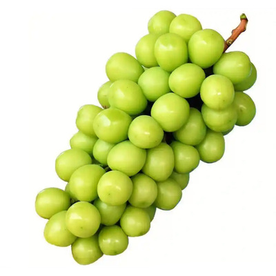 阳光玫瑰葡萄树苗爬藤