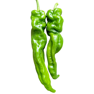 螺丝椒辣椒种子种籽高产特大牛角椒羊角椒四季阳台盆栽蔬菜苗孑