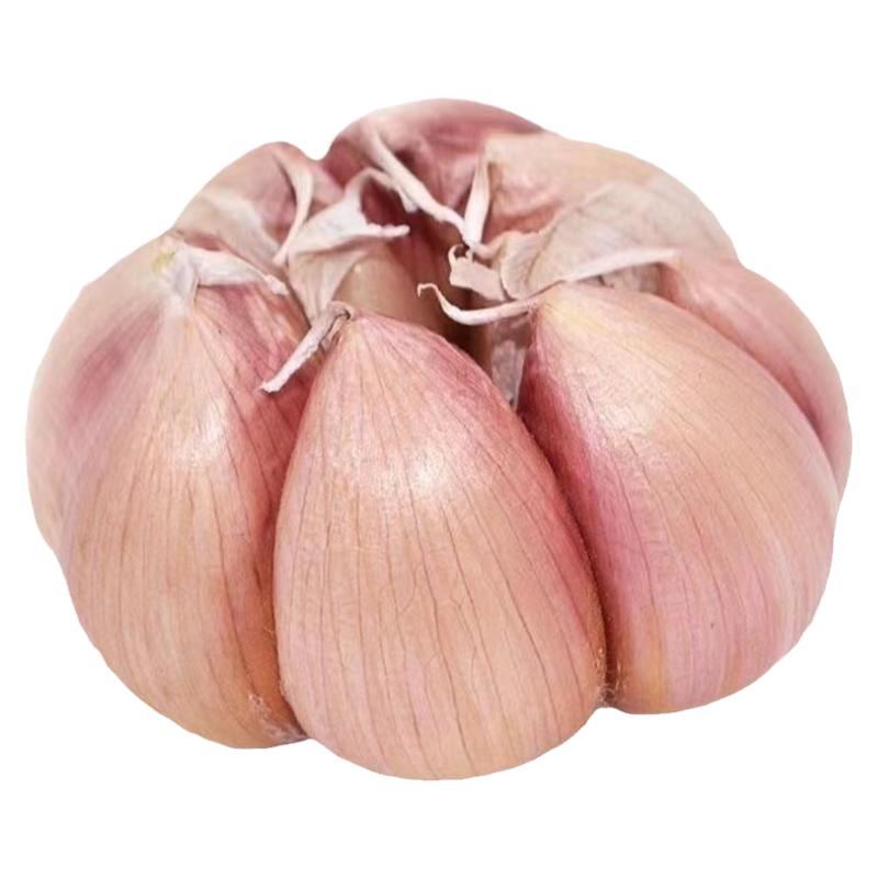 金乡紫皮蒜出口级大蒜