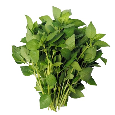 正宗河南大叶荆芥四季播味香浓郁