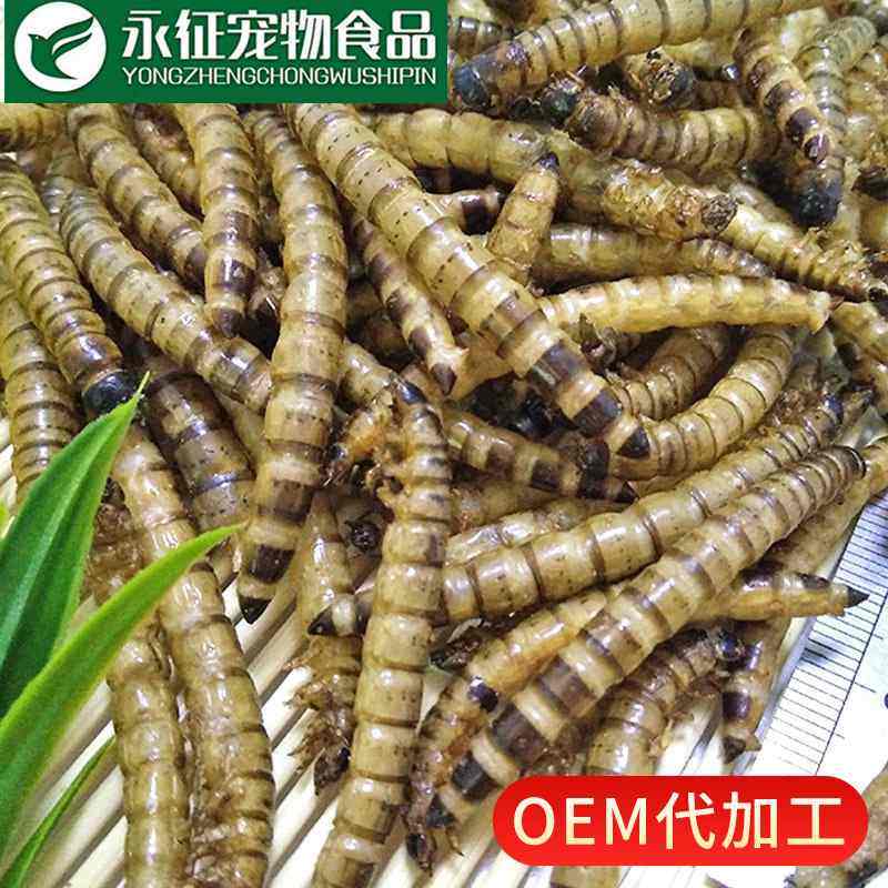 烘干非油炸大麦虫干大黄粉虫干龙鱼观赏鱼饲料仓鼠零食高蛋白