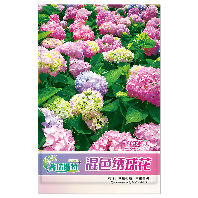 混色绣球花种子花卉种子