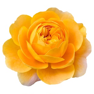 艾拉绒球蔷薇花藤本月季花多头浓香阳台盆栽庭院地栽爬藤大苗植物