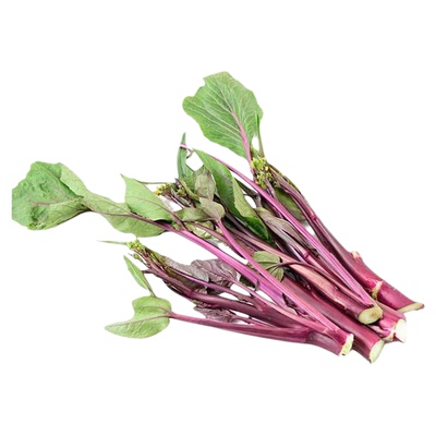 四季蔬菜苗种秋季播种耐寒