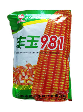 矮杆大棒硬粒型玉米种子丰玉981