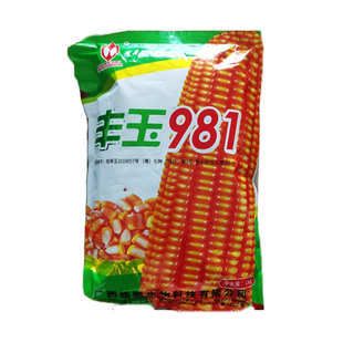 矮杆大棒王硬粒型玉米种子丰玉981齿深适应低热河谷区域播种