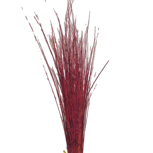 进口伊朗红瑞木红柳鲜切枝条水培植物花材客厅公司摆放超长花期