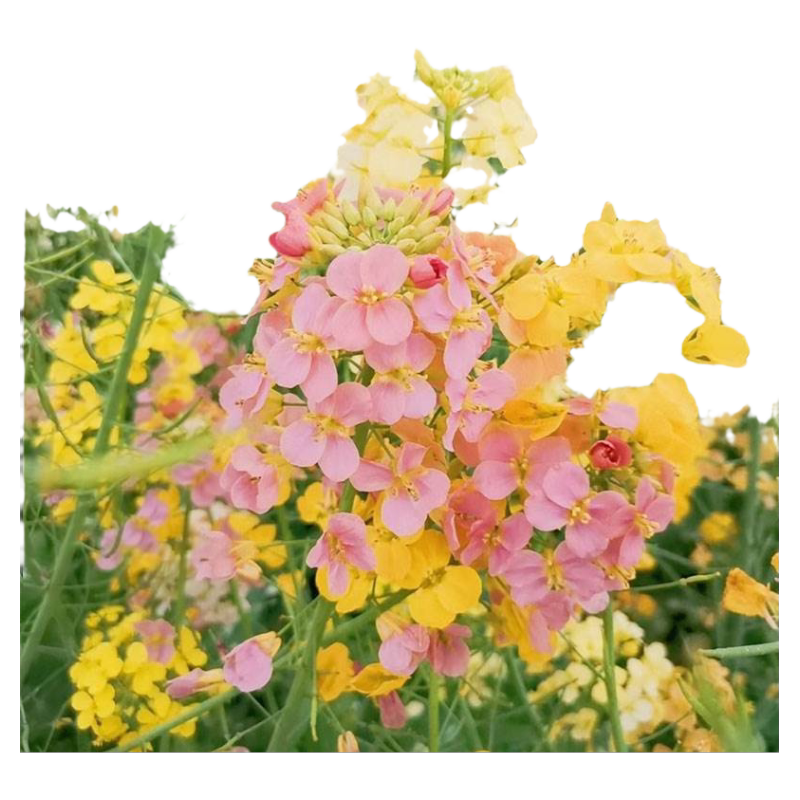 观赏彩色油菜花优质油菜花种子五彩油菜籽种子高产榨油春秋播花卉