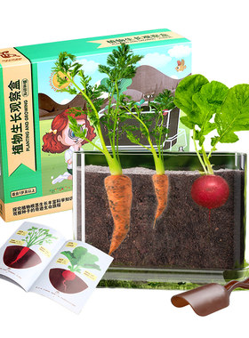 阳光房种植儿童科学小实验套装