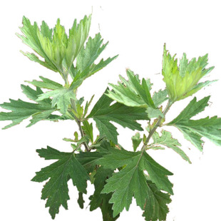 正宗艾草苗艾草种子种苗阳台盆栽艾草艾叶艾蒿种植苗洗澡泡脚驱蚊