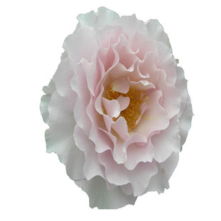 紫色浓香精品月季新浪潮(New Wave) 月季花日月苗瑰花苗大花绿植