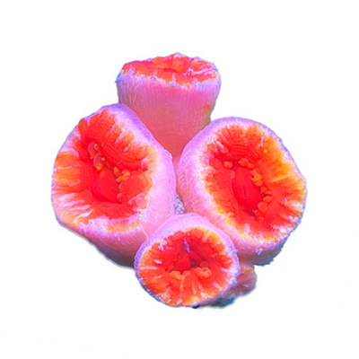 植素源水族炮仗花珊瑚海水缸新手