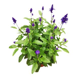 鼠尾草盆栽一串蓝花苗带花苞阳台花园开花植物蓝色花卉花镜工程苗