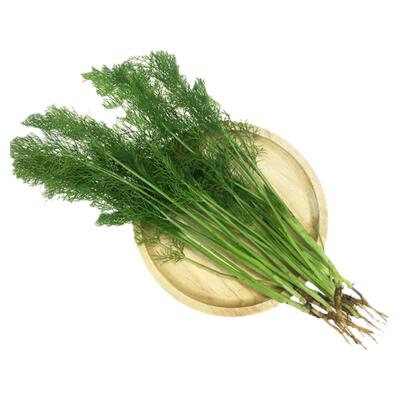 密云本地农家鲜嫩茴香500g