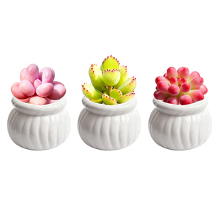 多肉植物室内盆栽稀有品种名贵趣味精品情绪价值迷你小盆桌面好养