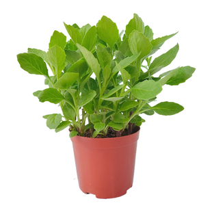 片仔癀草药用植物苗种苗 中草药植物白凤菜耐晒耐热盆栽泡茶去火