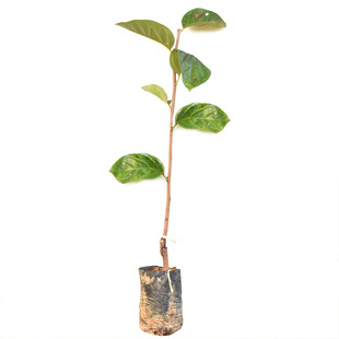 太秋甜柿树苗南北方庭院地栽特大果树活苗盆栽嫁接甜脆柿当年结果