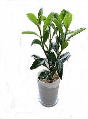 常绿庭院花卉非洲茉莉四季