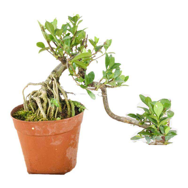 提根小叶四季栀子花盆景牡丹栀子花盆栽小叶雀舌栀子花老桩浓香型