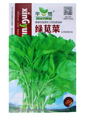 新选绿苋菜子青健康四季易种