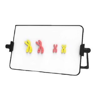 减数分裂中染色体变化模型组件强磁吸式设计白板支架高中生物教具