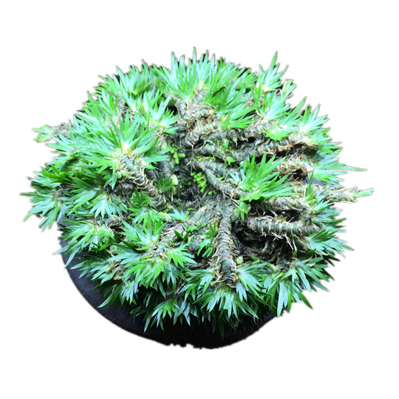 菖蒲草矮小黄金极姬天鹅绒龙根苗