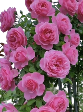 粉色达芬奇爬藤蔷薇植物月季花苗四季开大花浓香藤本花卉盆栽玫瑰