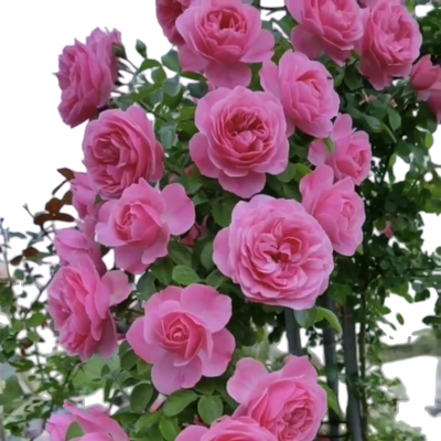 粉色达芬奇爬藤蔷薇植物月季花苗四季开大花浓香藤本花卉盆栽玫瑰