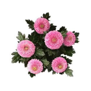 乒乓菊盆栽重瓣球菊花苗室内阳台开花植物带花花卉花期长耐寒