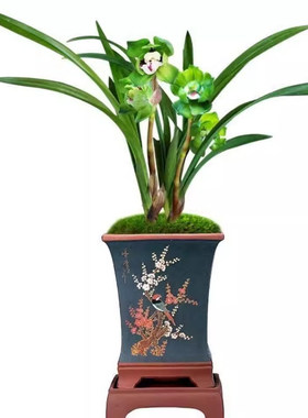 冬带花苞浓香矮种绿云皇后兰花