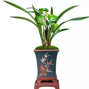 冬带花苞浓香型矮种绿云皇后兰花原生老品种兰花苗绿植花卉绿植