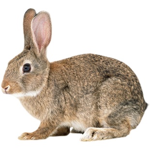 新鲜兔排冷冻兔肋排炖汤烧烤猫咪生骨肉食材兔子排骨无脊柱生兔肉