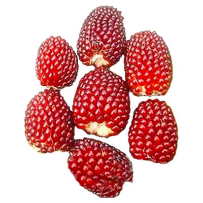 草莓阳台四季春季超甜