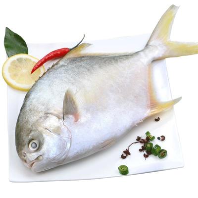 特大4条金鲳鱼新货活鱼速冻