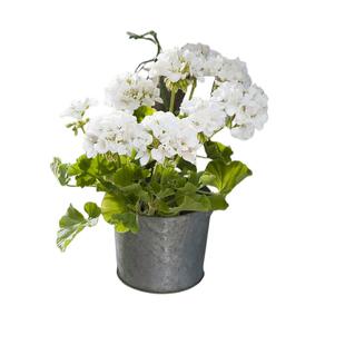 虹越直立天竺葵盆栽洋绣球花阳台垂吊飞溅苹果花重瓣爆花开花不断