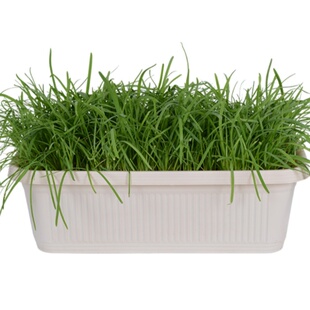 韭菜根苗紫根红根四季农家大叶宽叶带土韭菜根老品种韭菜种子种籽