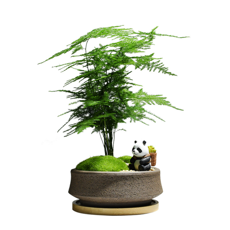 文竹小盆栽四季常青绿植室内耐阴花卉办公室桌面植物创意好养云竹