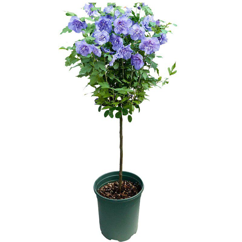 重瓣木槿花工程绿化苗