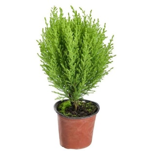 香冠柏小香松盆栽植物圣诞树盆景四季绿植办公室内好养香柏香味