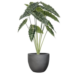 天狼观叶绿植盆栽室内网红植物净化空气鹿角蕨绿天鹅绒琴叶榕