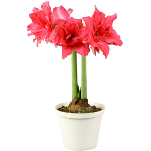 鬼魅朱顶红阿弗雷进口重瓣朱顶红种球根精灵盆栽观赏花卉绿植物